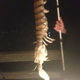 Illustration for article titled Fisherman Pulls Monstrous Nightmare Shrimp Out Of Ocean